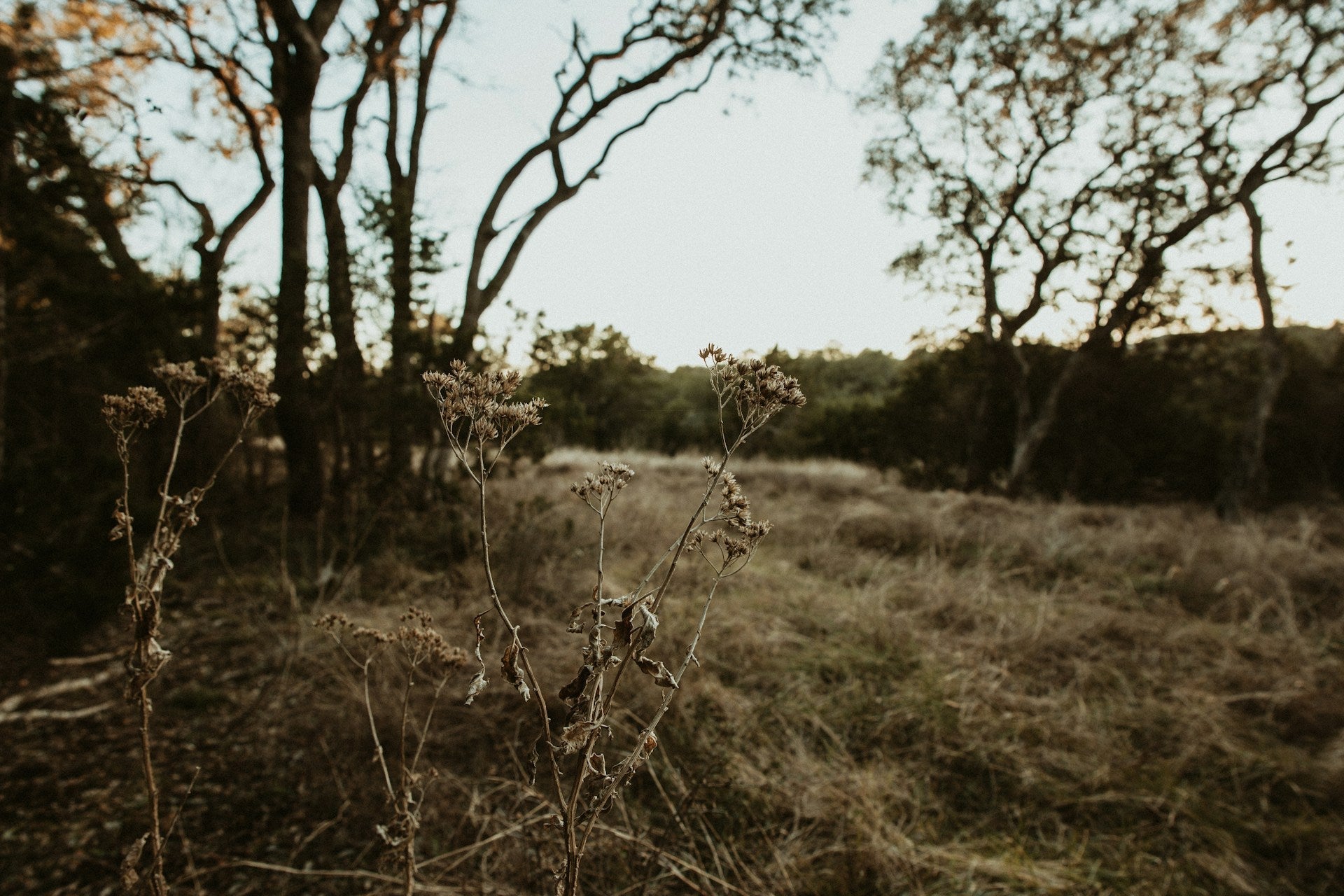 Sonderkollektion / Wild Aesthetics